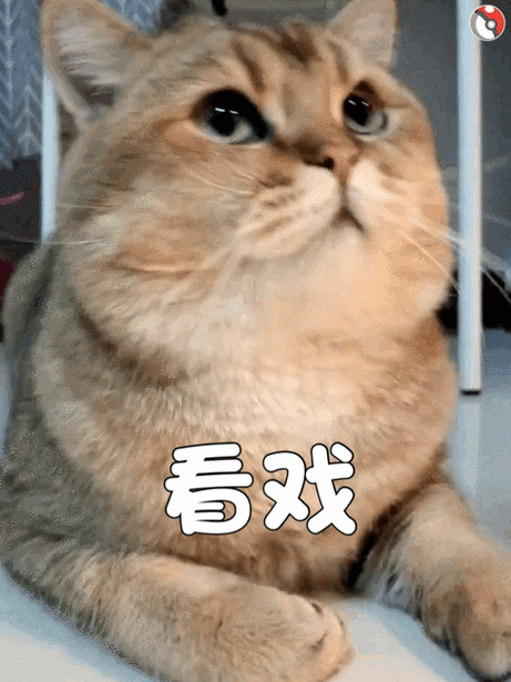 记住了!不要对猫做这几件事,它会不开心的