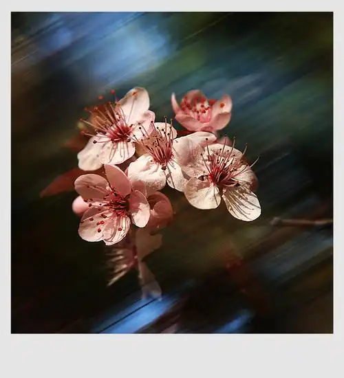 多重曝光之拍花尝试