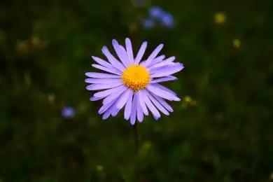 中国青海的紫色小雏菊特写