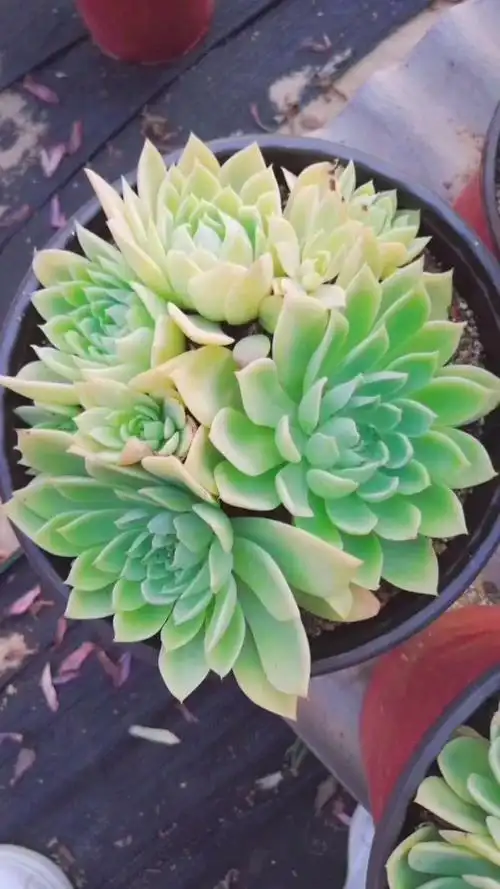 三色堇老桩子,美极了,好看吧?喜欢的点点关注,更多美肉展示给大家