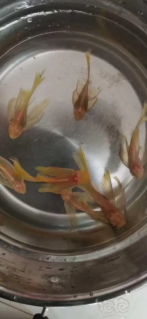 热带鱼24k红眼大帆