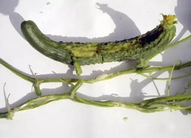 黄瓜十大病害实拍图谱分析与防治对策