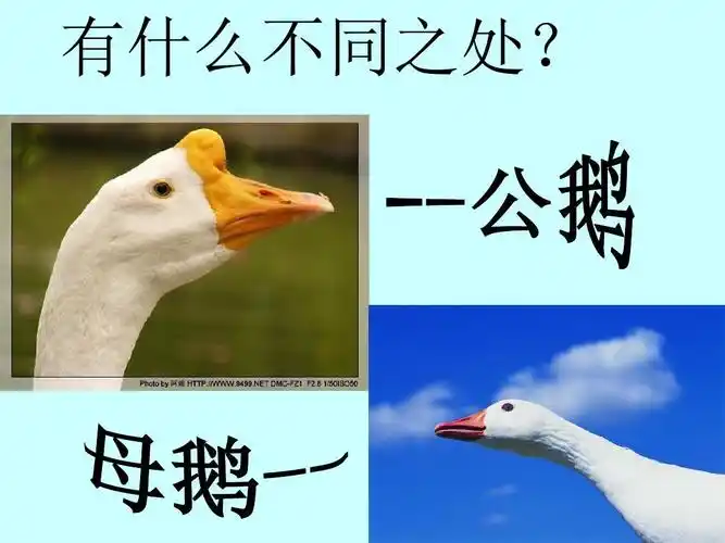 白公鹅(完整课件)ppt