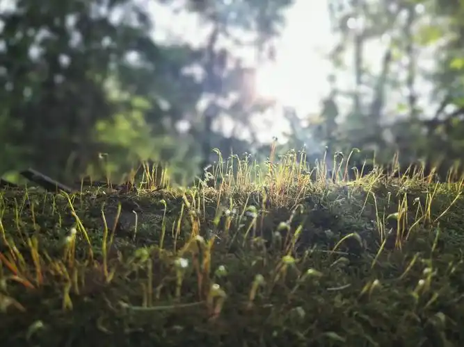 手机也能拍出大光圈虚化效果