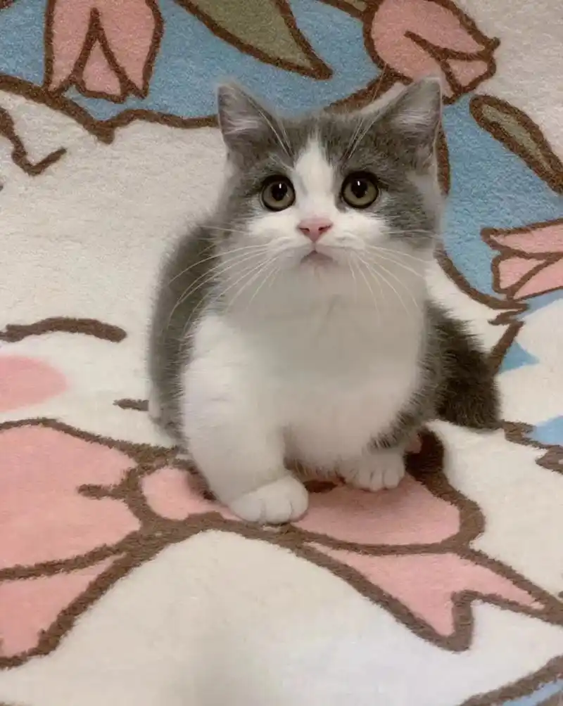 蓝白矮脚猫找新家.纯曼基康矮脚猫,由于要去外地工作了,想给这 - 抖音