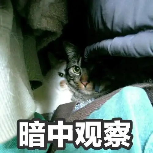 萌宠喵星人暗中观察偷偷看着可爱机灵gif动图_动态图_表情包下载_soo