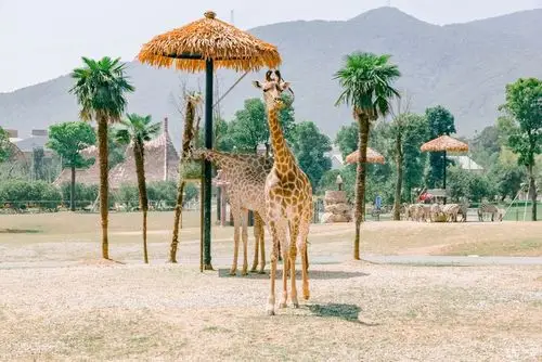 十月大征集自驾湖州长兴龙之梦动物大世界游乐园