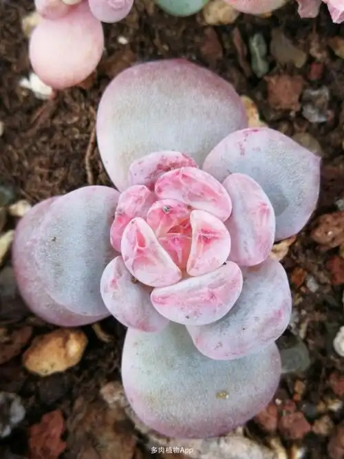 家有鲜肉 先锋派,雪天使