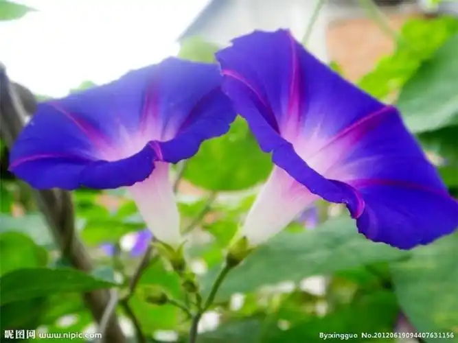 各种颜色的牵牛花高清植物图片分享!