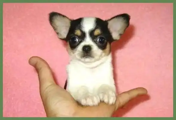 吉娃娃狗 幼犬,纯种吉娃娃幼犬价格小吉娃娃幼犬多少钱一只_悦目号