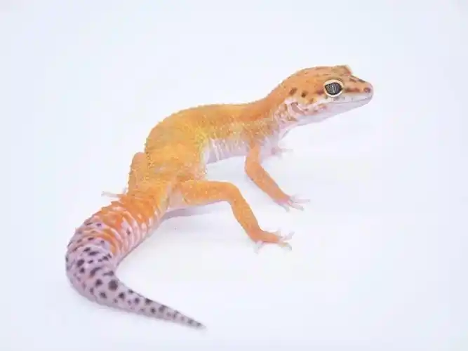 个体交流0311|上新2019头苗 豹纹守宫 肥尾守宫