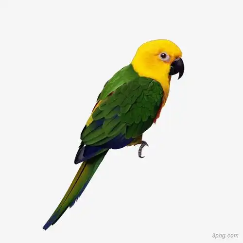 动物小鸟png素材透明免抠图片-动植人物