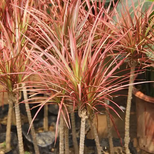 七彩铁植物盆栽植物室内花卉三色龙血树办公室绿植客厅观赏植物