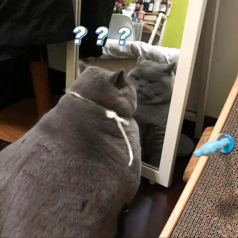 "照镜子被自己丑到了,论如何将猫养成了猪"#蓝猫 #大肥猫  - 抖音