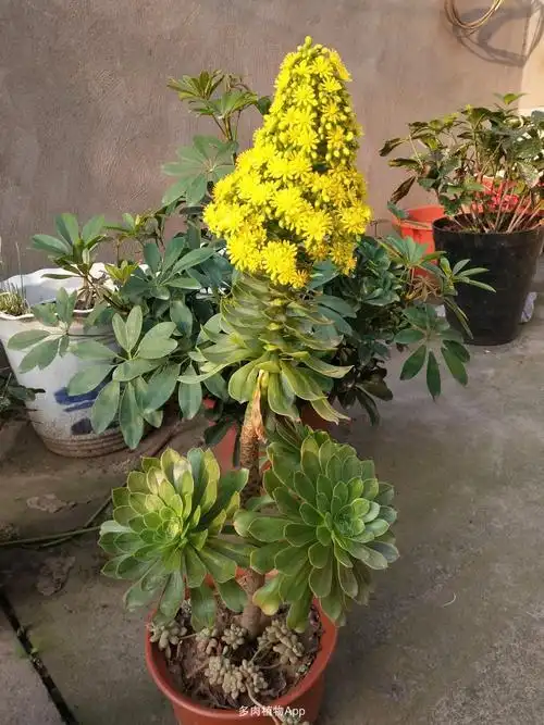 绿法师多肉开花图片法师多肉品种和图片