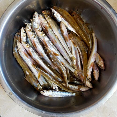 子鱼千岛湖棍子新鲜大眼睛淡水棒棒鱼生无刺船钉鱼淡水鱼类