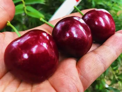 大樱桃黑钻硬脆甜俄皇8号