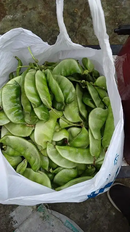 懒人种有机蔬菜之扁豆