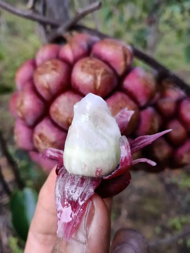 这种野生水果,经过研究,营养丰富,种植在家中,也是不错的选择