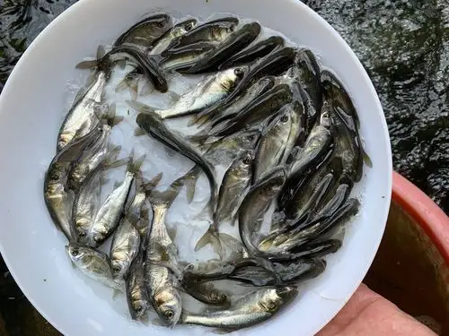 活体淡水白鲢苗批发苗场直供花鲢鱼苗胖头鱼苗多钱一尾