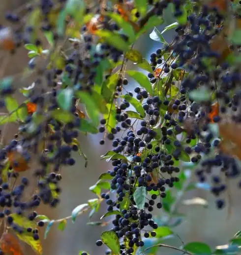 城市园林中这紫黑色的果实,名字有些让人恐怖呢!