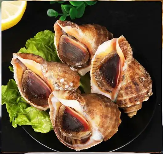 海螺鲜活大海螺新鲜超肥海螺螺类大中小海捕现发海鲜