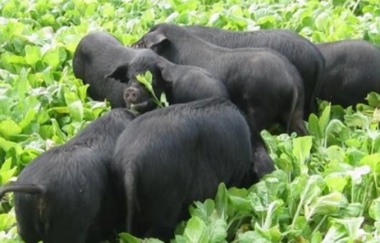 黑猪品种有哪些?黑猪图片大全