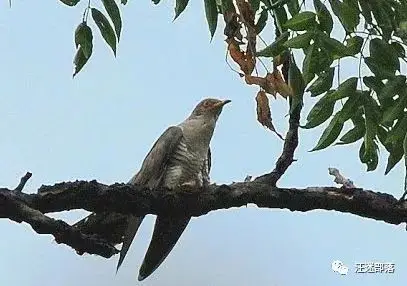 杨正彬 |鹁鸪声声情意长  ——读潘国兄的散文集《鹁鸪声声》