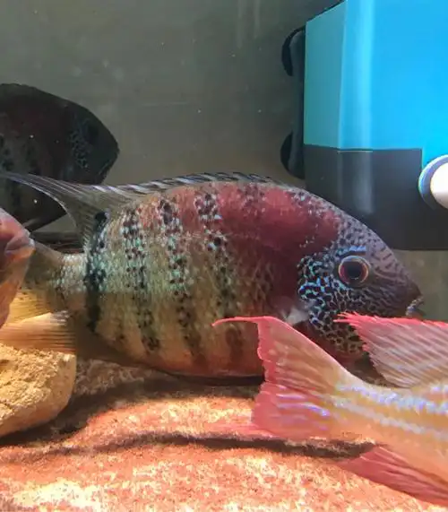 帝王虎斑菠萝 - 上海鱼友俱乐部 - cta南美水族