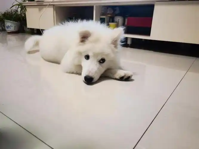 五个月的萨摩耶在家里乱尿乱拉怎么训啊