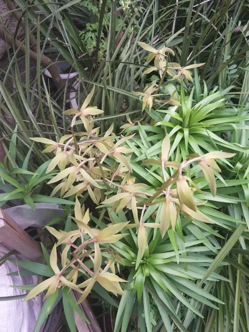 野生九头兰花又名蕙兰