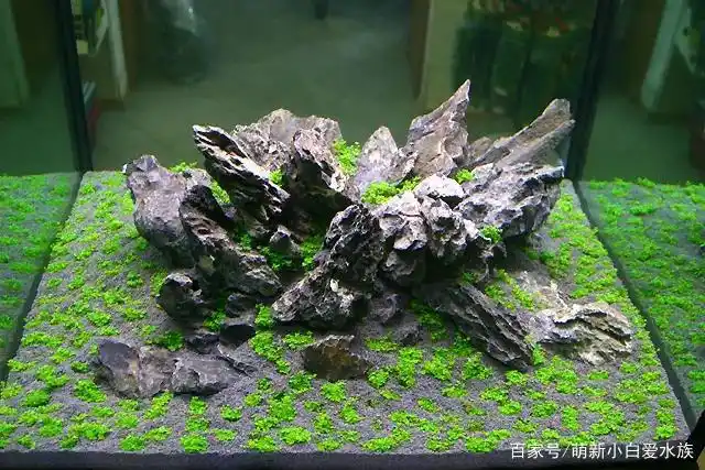 《草缸造景》,你可以试一试石头缸,这样的做出来的草缸简单好看