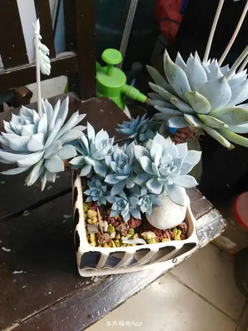 薄叶蓝鸟老桩了