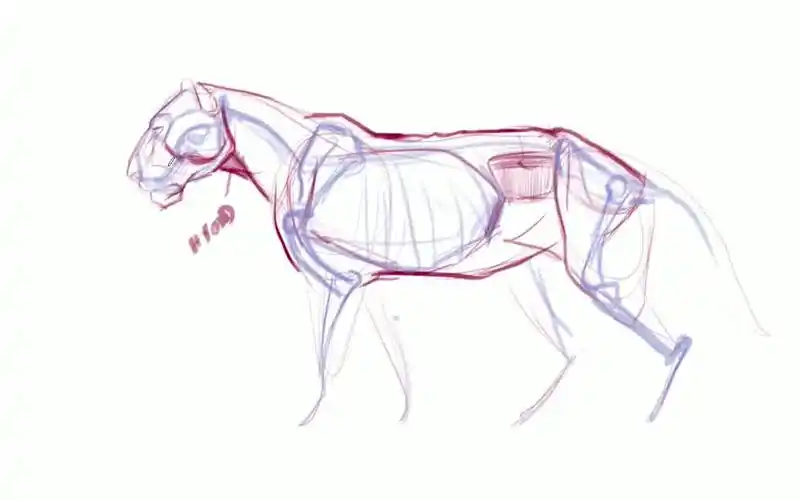 动物解剖学绘画大型猫科动物