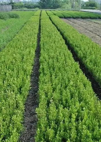 大叶黄杨栽植后长势弱的管理办法?