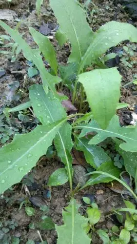 精心养护的野生苦麻菜