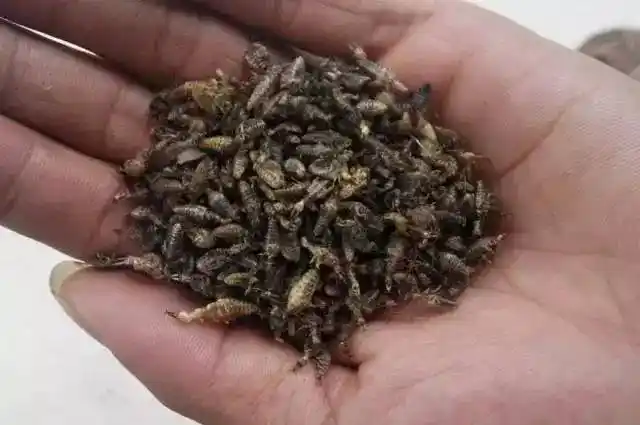 《本草纲目》称蚁狮为"沙挼子".