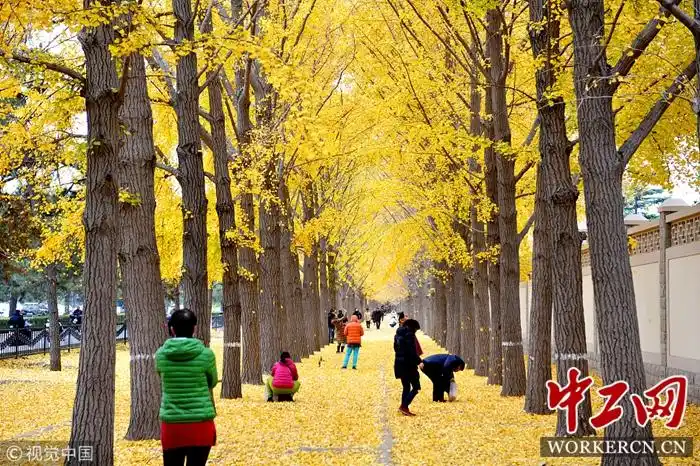 北京:钓鱼台黄叶满地惹人醉-中工旅行-中工网