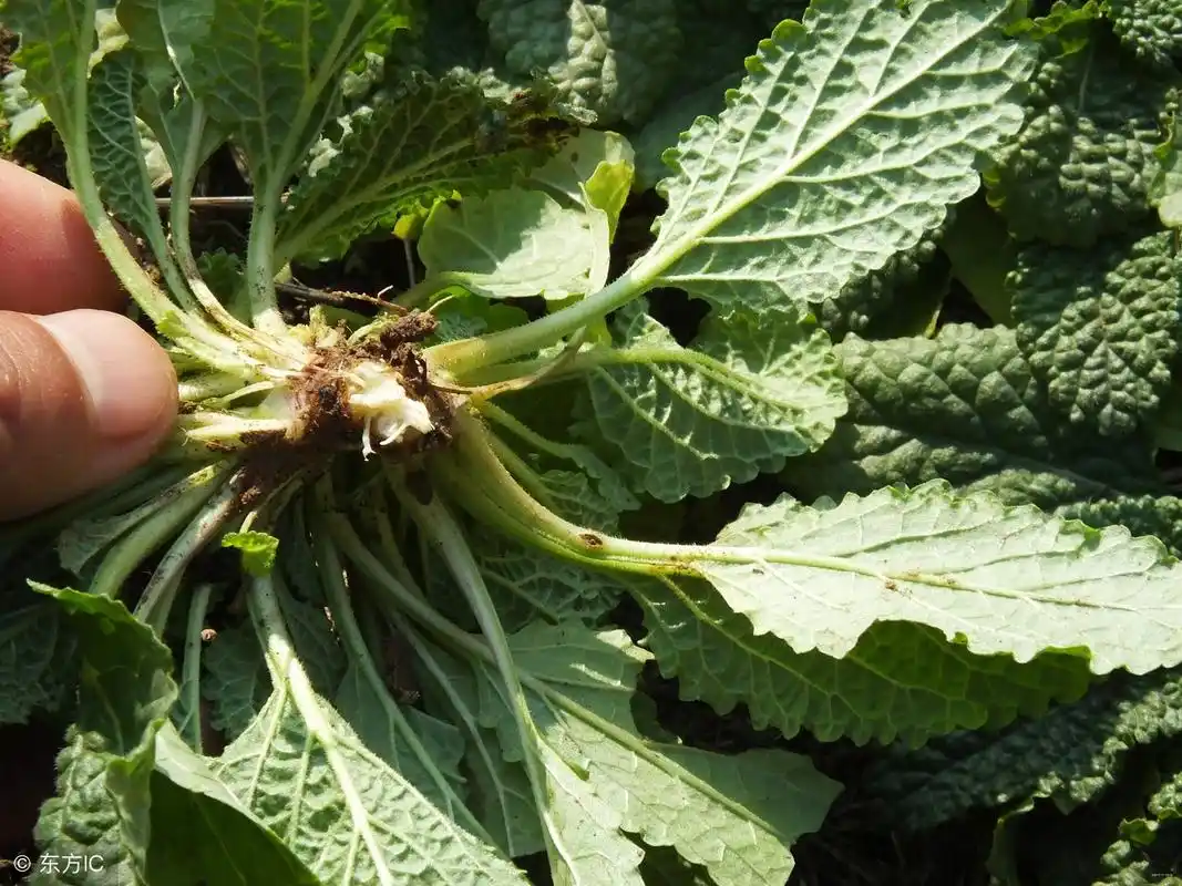 其实这种癞蛤蟆草还可以治疗痔疮,你们知道吗?(图片来自东方ic)