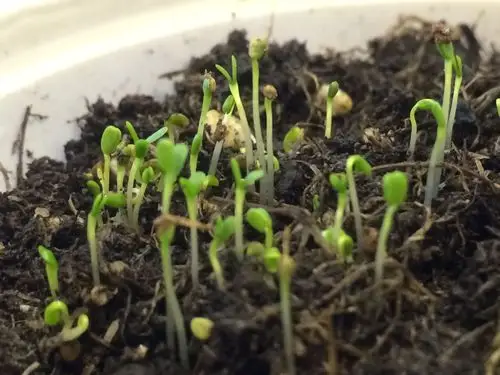 这是什么种子呢,我种下了还发芽了,有人说是绿萝种子,我查了一下绿萝