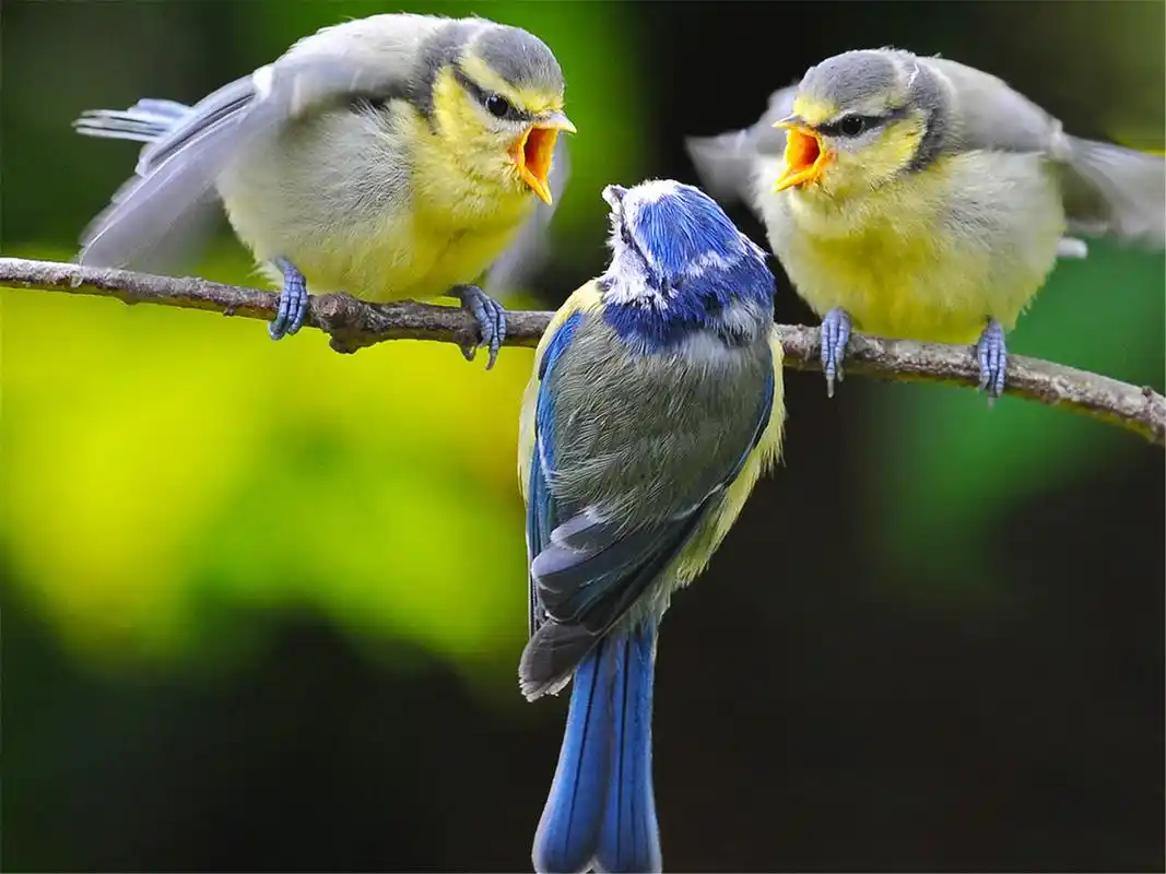 精选春天枝头鸣叫的可爱小鸟搞笑高清电脑桌面壁纸下载