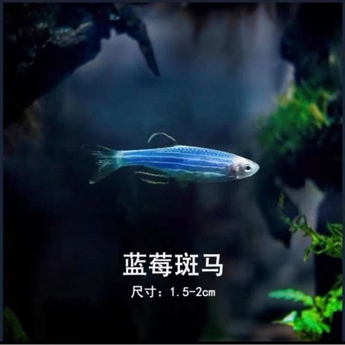 or)白云金丝鱼冷水鱼淡水灯科鱼小型原生鱼斑马鱼好养耐活群游观赏鱼