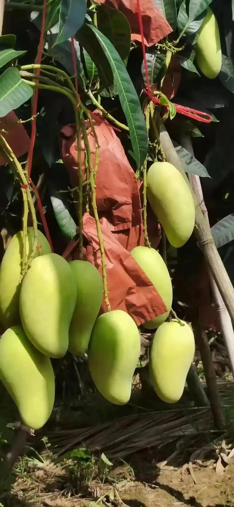 金煌芒是季节的代表性水果,它的金黄色散发着温暖的气息.