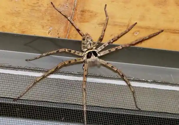 家中常见的20种蜘蛛