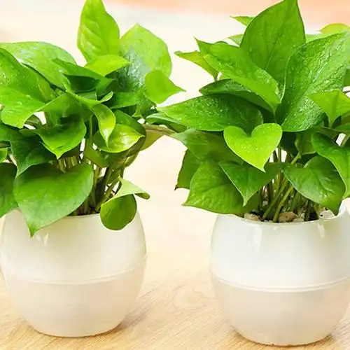 绿萝盆栽花卉室内吊兰观叶水培植物桌面花叶