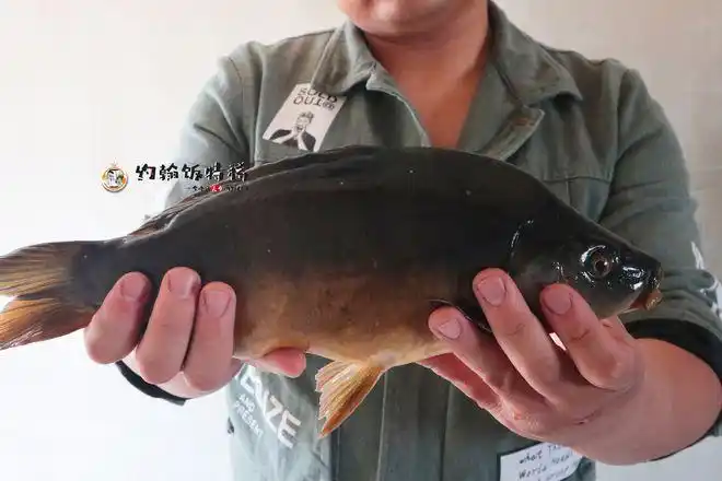 三道鳞,欧洲鲤鱼的变种,因为表皮像镜面一样光滑,所以被称为"镜鲤".