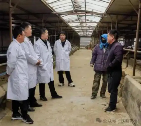 甘肃省绵羊繁育技术推广站在民勤县开展肉羊产业抓点示范工作