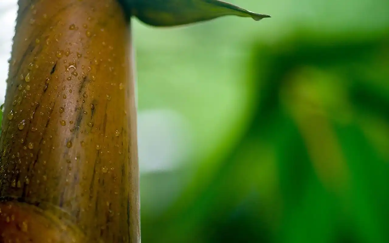 唯美绿色护眼竹林高清桌面壁纸