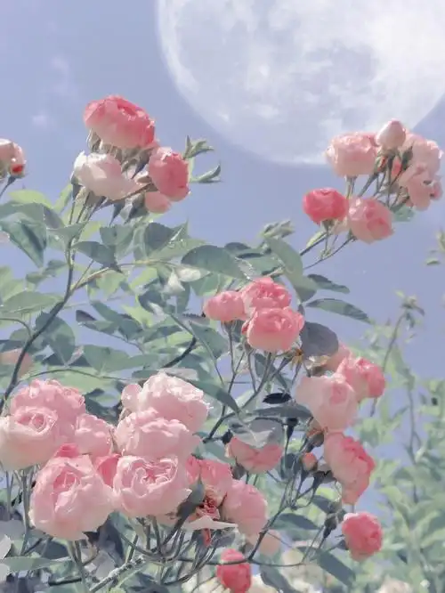 像是误入夏日梦幻蔷薇花园