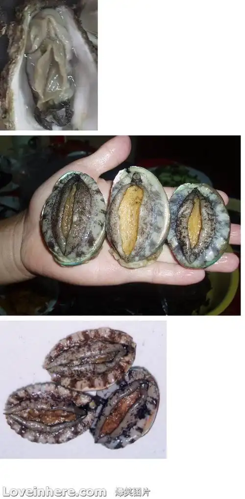 这些生蚝像什么?